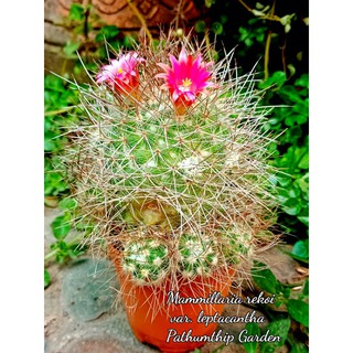 ต้นกระบองเพชร แมมมิลลาเรีย  Mammillaria rekoi leptacantha