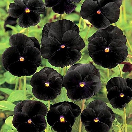 ดอกแพนซี่ ดอกสีดำ Viola wittrockiana pansy black 20 เมล็ด