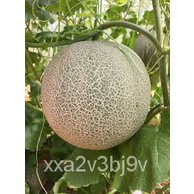 Melon seeds - Fruit Seedsบ้านและสวน/แอปเปิ้ล/หมวก/กระโปรง/seeds/สวน/แม่และเด็ก/เด็ก/ผักชี/ดอกทานตะวั