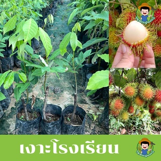 ต้นเงาะโรงเรียนนาสาร แท้ 100% ติดตาออกผลเร็ว 🌳ขนาด40-50cm ออกลูกเร็ว โตเร็ว (ยินดีรับประกันสินค้าหากเกิดความเสียหาย)