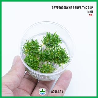 [APC] Cryptocoryne parva T/C CUP (คริปพาว่า) [ไม้น้ำ - Aquatic Plant]