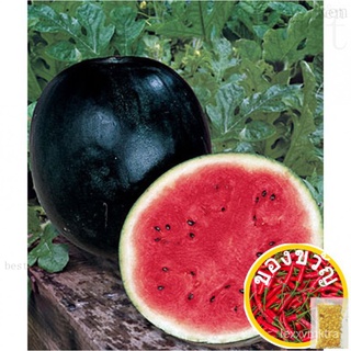 Sugar Baby Watermelon Seeds suitable for container farming (5 grams) พาสต้า/ผู้ชาย/แอปเปิ้ล/seeds/เสื้อ/หมวก/คื่นฉ่าย/บ้