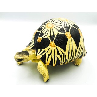 Radiated tortoise เต่าราเดียตา กว้าง 18ซม ยาว 12ซม สูง 12ซม