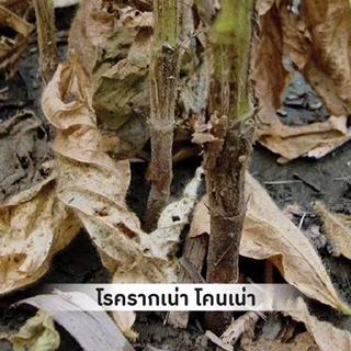 ไตรโคเดอร์ม่า ขนาด 1 กิโลกรัม