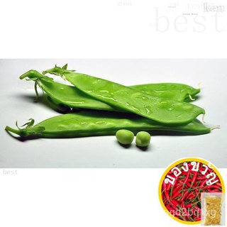 192.Snow Pea Seeds 10pcs Free Normal Mail in Sgหมวก/คื่นฉ่าย/ผักชี/บ้านและสวน/ดอกไม้/เมล็ด/กุหลาบ/เมล็ด/เด็ก/มะละกอ/ 6HS