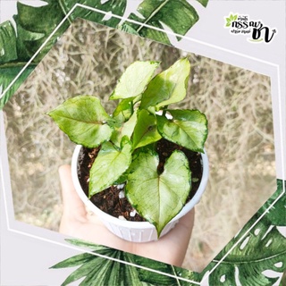 🌿  Syngonium (ต้นออมเงิน) ต้นไม้มงคลประจำบ้าน 🍀กระถาง 4 นิ้ว