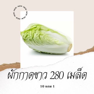 เมล็ดพันธุ์ผัก ผักกาดขาว 280เมล็ด 10แถม1คละได้ ปลูกง่ายโตไว