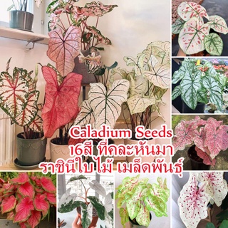 Caladium Seeds Flower Seeds เมล็ดบอนสี พันธุ์ไม้หายาก "ราชินีใบไม้" เมล็ดดอกไม้ บอนสีหายาก ต้นไม้บอลสี ต้นไม้ฟอกอากาศ