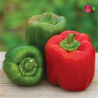 เมล็ดพันธุ์ พริกหวาน เมล็ดพริกหวาน  เมล็ดพันธุ์พริกหวาน Sweet pepper Bell pepper capsicum