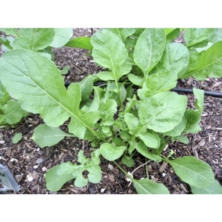 ชุดละ 30ต้น= 90บาทต้นกล้าผักร็อกเก็ต อายุ 30วัน🪴40 Arugula Rocket Baby Plant