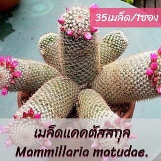 เมล็ดแคคตัส สกุล Mammillaria matudae. (35เมล็ด/ซอง)แมมมาทูเด้