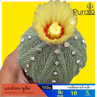 ต้นกระบองเพชร แอสโตร นูดัม astrophytum ดอกคละสี #ไม้เพาะเมล็ด #แอสโตรไฟตั้ม #cactus #นูดัม