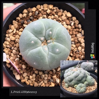 Lophophora Fricii JJH9602115 หน่อชำ