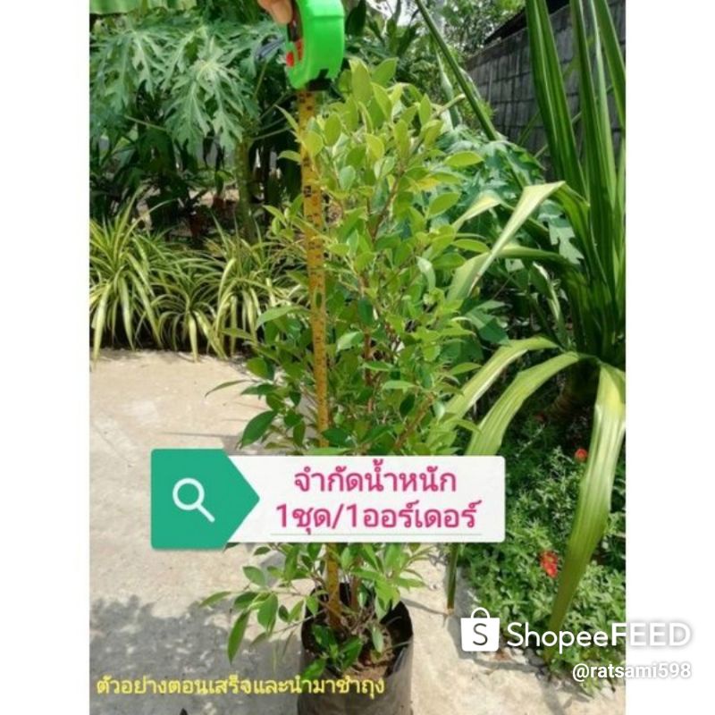 ไทร​เกาหลี​ตอน​ขนาด​70-80​ซม.ชุด​20ต้นแถม​ฟรี​5ต้น​1ชุด/1ออร์​เดอร์​ สั่งจำ​นวน​เยอะ​กรุณา​ทัก​แชท​ใน​ราคา​
