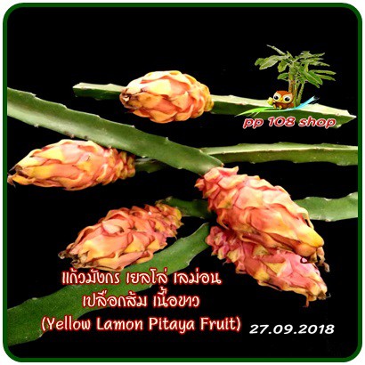 กิ่งชำ แก้วมังกร เปลือกส้ม เนื้อขาว (Frankies White Pitaya หรือ Yellow Lamon Pitaya) ตรงตามสายพันธุ์แท้ 100%