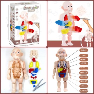 โมเดลร่างกาย Human Body model หุ่นจำลองร่างกายมนุษย์แบบถอดประกอบได้ ของเล่นstem เสริมพัฒนาการ มีสินค้าพร้อมส่งได้ทันที