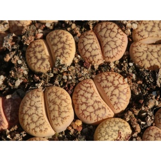 เมล็ด​พันธุ์ Lithops gesineae var. annae C.078 10เมล็ด​ 50​บาท​ by แม่ปุ้ม