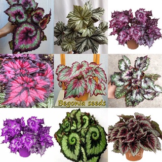 （อัตราการปลูกสูง）50pcs บีโกเนีย Mixed Colorful Begonia Seeds (Hosta Plantaginea) Flower Seed พุ่มอวบน้ำอายุยืน ไม้ฟอกอาก