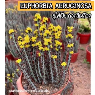 มาแล้ว ‼️💦🌼ยูโฟเบีย เอรูจิโนซา ต้องสะสม‼️🦁 Euphorbia aeruginosa ลำต้นเขียวแกมน้ำเงินหนามสีแดง ดอกสีเหลือง เน้นแตกหน่อจ้า