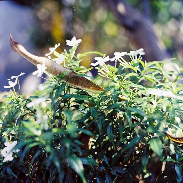ฟิล์มหนัง ขนาด 120 Kodak Vision 3 200T iso 200 IMAX vision3