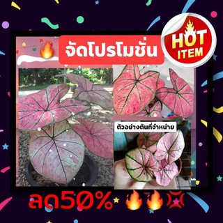 🔥🔥บอนสีจัดโปรโมชั่น🔥🔥มีชื่อมงกุฎเพชร🪴💢สินค้าหมดแล้วหมดเลยนีบมาตำกันนะค่ะ💢