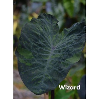 บอน​ Colocasia​ Wizard​(วิสาท)​