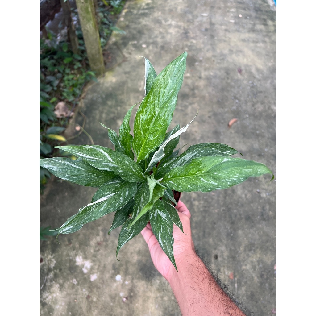 มุมมอง 3