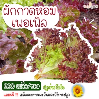 เมล็ดพันธุ์ผักกาดหอม เพอเพิล 200 เมล็ด อัตราการงอก95% ปลูกง่าย โตไว (แถมฟรี เมล็ดผักทุกออเดอร์)