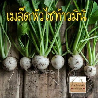 เมล็ดพันธุ์ หัวไชท้าวมินิ 30เมล็ด เมล็ดพันธุ์แท้นำเข้า