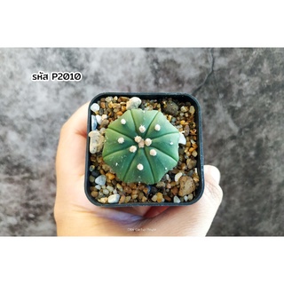 แคคตัส แอสโตรไฟตั้ม แอสทีเรียส 8พู (Astrophytum asterias 8rips)