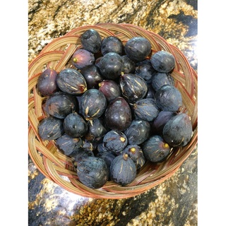 Figs ต้นมะเดื่อฝรั่ง พันธุ์ Black Italian (แบ๊กอิตเลี่ยน)พร้อมกระถาง 6 นิ้ว ลำต้นสูง 45-50 ซม