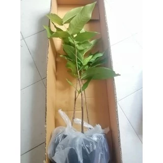 ต้นชมพู่​ทับทิม​จันทร์​ *** ซื้อ2ต้น มีส่วนลด***