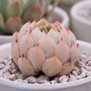 Echeveria mexensis ZALAGOSA 30เมล็ด.-89