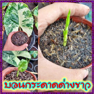 ใหม่!!Alocasia macrorrhizos ชิ้นตา-ไข่บอนกระดาดด่างขาว รื้อจากต้นแม่ด่างแท้ จัดส่งพร้อมกระถาง