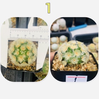 คามิเน่ บุดดา แท้ แคคตัส ชำหน่อ Mammillaria carmenae buddha จัดส่งทั้งกระถาง