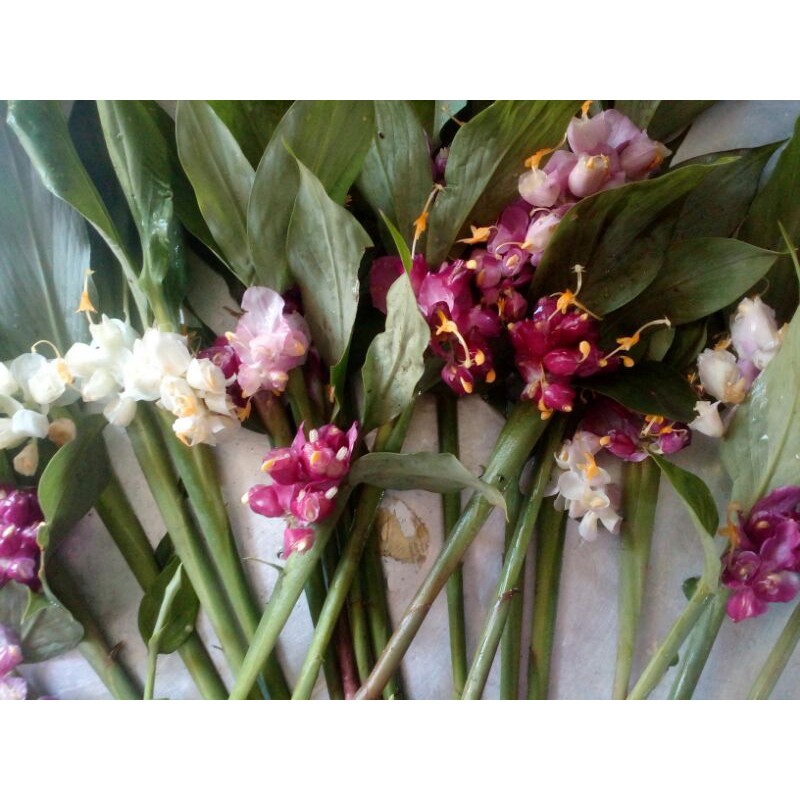 หน่อพันธุ์ดอกเข้าพรรษาป่า,ดอกดิน,ดอกไม้ป่าโบราณ จัดส่งแบบตุ้มดินและแบบล้างราก คละสีตามรูปตัวอย่าง