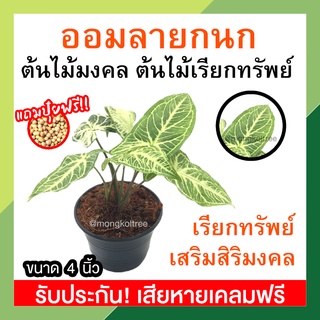 แถมปุ๋ยฟรี! ออมลายกนก เงินไหลมาลายกนนก ขนาด 4 นิ้ว(Syngonium podophyllum Batik) ต้นไม้เรียกทรัพย์ ต้นไม้มงคล ไม้ฟอกอากาศ