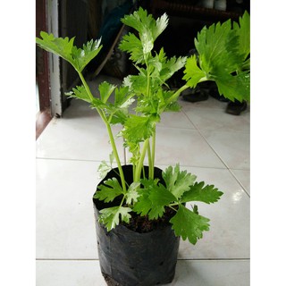 ขายต้นขึ้นฉ่ายฝรั่ง เซเลอรี่ (Celery Juice) พันธ์ุต้นใหญ่