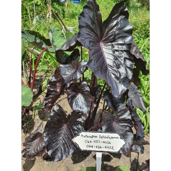 Colocasia Electric Blue Gecko (new improved form) shawty_garden