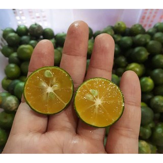 JERUK KUNCI / JERUK SONKIT / LEMON CUI / JERUK KASTURI / JERUK KALAMANASI / JERUK PONTIANAK