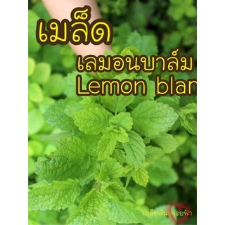 เมล็ดพันธุ์ เลมอนบาล์ม  50เมล็ด Lemon blam เมล็ดพันธุ์แท้100% นำเข้าจากต่างประเทศ