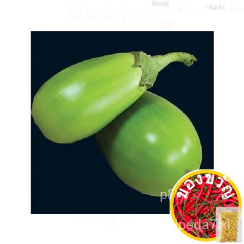 Cash on delivery 20pcs APPLEGREEN EGGPLANT Green Frug/Vegetable Solanum Melongena Seeds GMF6พาสต้า/มะละกอ/สวน/ผักชี/กางเ