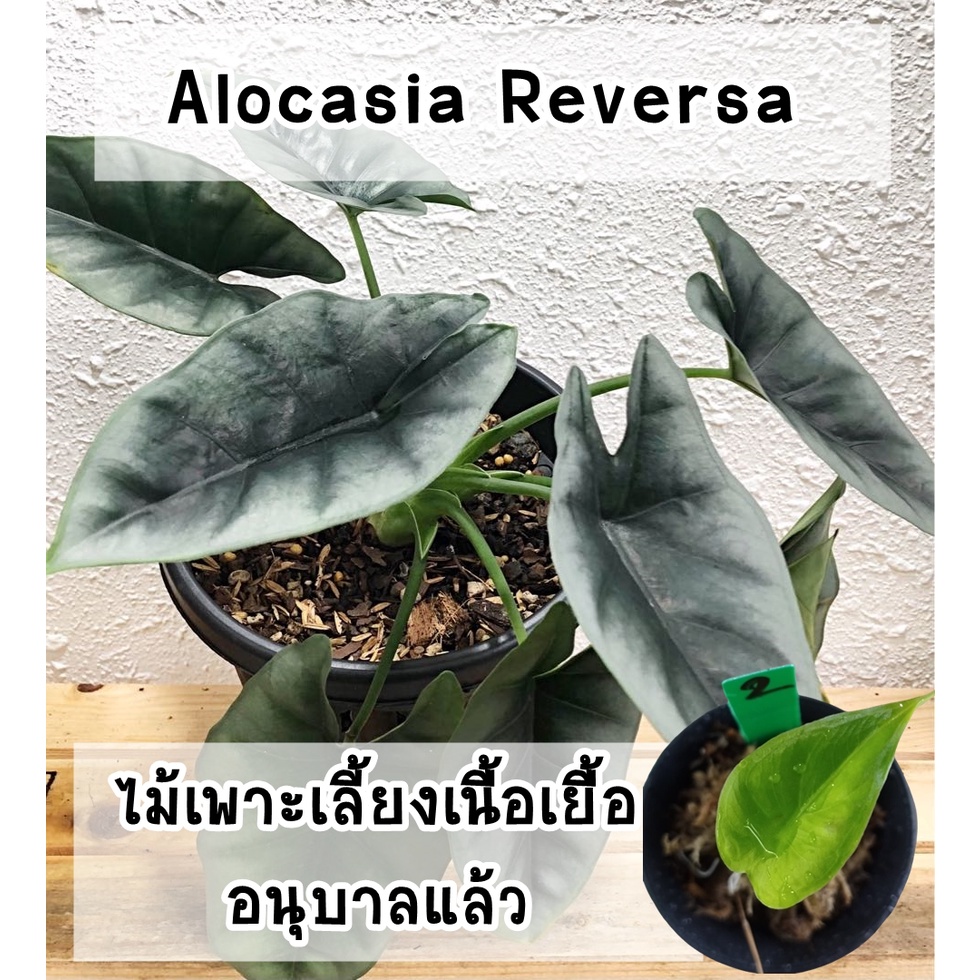 ต้นอโลคาเซียรีเวอร์ซ่า (Alocasia Reversa) ไม้เพาะเลี้ยงเนื้อเยื่อ อนุบาลแล้ว