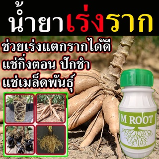 เร่งราก M Root เร่งการเจริฐเติบโต กระตุ้นการแตกราก 250cc. บำรุงราก ฟื้นฟูให้รากแข็งแรง เร่งรากเร่งโต เร่งรากเร่งใบ