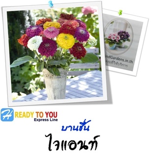 บานชื่น (Zinnia) ไจแอนท์ 10 เมล็ด (จาก Benary beauty inside)