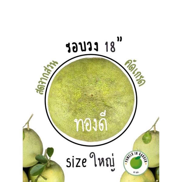 (✨สินค้าพร้อมส่ง✨)ส้มโอทองดี🍐sizeใหญ่ รอบวง18” น้ำหนักมากกว่า 1 kg. โดยประมาณ