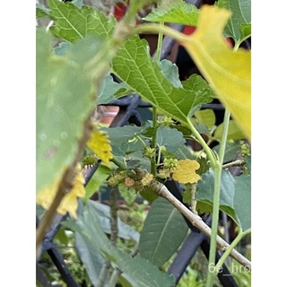 Mulberry cuttings / Mulberry Leaves 10g上衣/帽子/文胸/头饰/生菜/向日葵/裙子/香菜/手链/玫瑰/ VK7Y