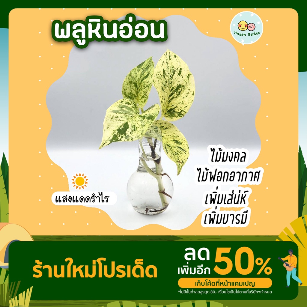 โปร 12.12 (3 กิ่งลด 5.-) พลูหินอ่อน ต้นไม้ปลูกน้ำ ไม้ฟอกอากาศ ในร่ม เพิ่มเสน่ห์ เพิ่มบารมี