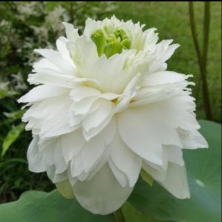 บัวหลวง White peony ดอกซ้อนแน่น ดอกดก มีกลิ่นหอม ออกดอกตลอดปี ส่งเป็นกอแบบล้างราก