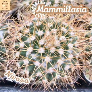 [แมมนิโวซ่าไซส์ใหญ่] Mammillaria Nivosa ส่งพร้อมกระถาง แคคตัส Cactus Succulent Haworthia Euphorbia ไม้หายาก พืชอวบน้ำ